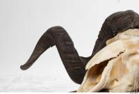 mouflon skull antlers 0035